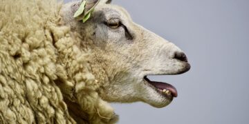 Sheep Kill Down Over 50,000 Head On This Time Last Year