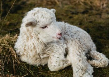 ‘Lack Of Transparency In Sheep Sector Must Be Tackled’