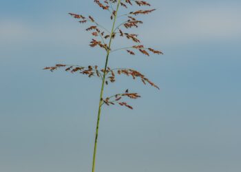Scientists Hunt For Genetic Solution To Sorghum Lodging