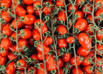 AppHarvest Announces First Harvest of Tomatoes on the Vine from High-Tech Morehead Farm Shipping to Grocery Stores Nasdaq:APPH