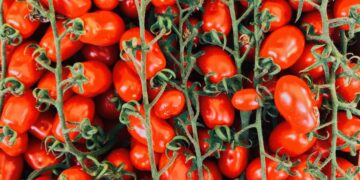 AppHarvest Announces First Harvest of Tomatoes on the Vine from High-Tech Morehead Farm Shipping to Grocery Stores Nasdaq:APPH