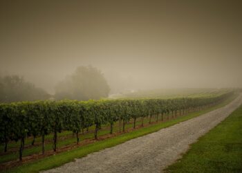 French Vineyards Devastated By April Frost That Followed Unusually Warm March