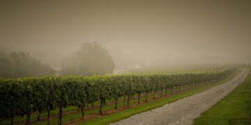 French Vineyards Devastated By April Frost That Followed Unusually Warm March