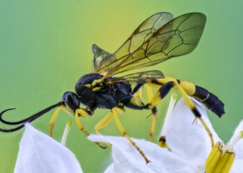 Why We Should Love Our Underrated Pollinators