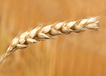 Ultra-Early Wheat Seeding