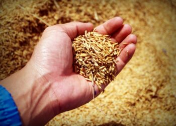 High Nutrition, Low Sugar In New Wheat Varieties