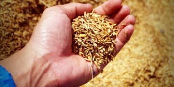 High Nutrition, Low Sugar In New Wheat Varieties