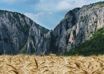 Wheat Foods Council Video Explains How Wheat Has Changed Over The Last Century