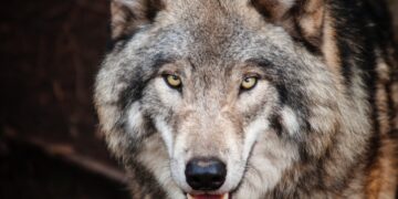 Wolves And Livestock: Can They Live In Harmony In Germany?