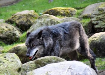 Bill to Kill Up to 90% of Idaho Wolves Heads to Governor