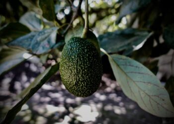 First Commercial Avocado Farm Established In Republic of Georgia
