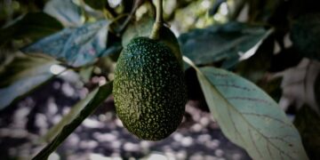 First Commercial Avocado Farm Established In Republic of Georgia