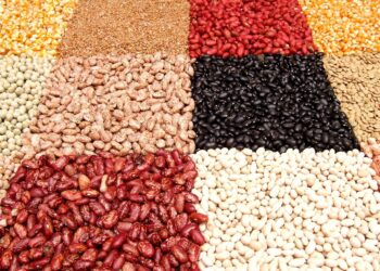 Building Better Beans For The Future | MSUToday