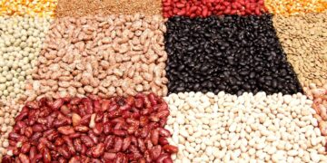 Building Better Beans For The Future | MSUToday