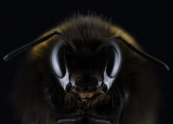 10,000 Bee-Keepers Register For Hive-To-Tongue Traceability Project