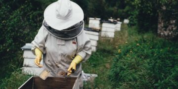 Scientists’ Efforts To Protect Bees …