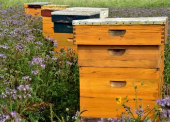 How Insect Hotels And Honey Highways Are Helping Save Bees In The Netherlands