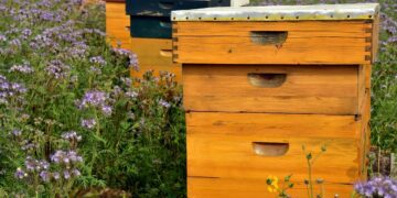 How Insect Hotels And Honey Highways Are Helping Save Bees In The Netherlands