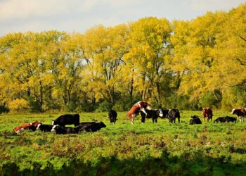 Reproductive Health Is Crucial Going Into Breeding Season