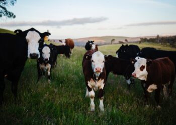 Livestock Profits Possible Despite High Costs
