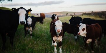 Livestock Profits Possible Despite High Costs