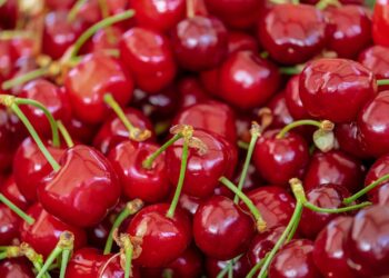 Big NW Cherry Crop and China’s Record U.S. Corn Imports