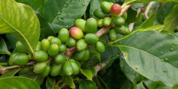 Coffee Leaf Rust Causes Reduced Coffee Yields