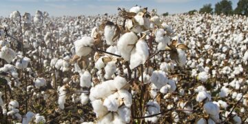 Cone Denim to Produce Nearly 3 Million Pounds of Organic Cotton – Sourcing Journal