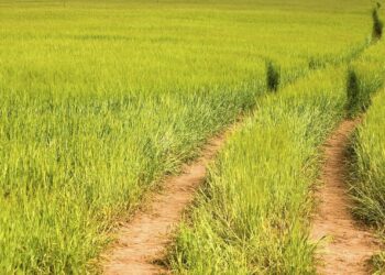 Cover Crops Preserve Soil, Benefiting Farmers, Others, Advocates Say