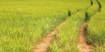 Cover Crops Preserve Soil, Benefiting Farmers, Others, Advocates Say