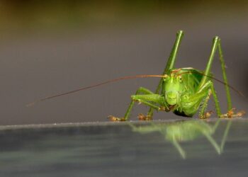 Why Is This Man Raising Bugs In His Living Room?