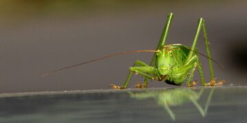 Why Is This Man Raising Bugs In His Living Room?