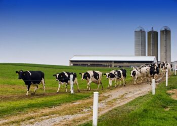 Montana State Prison Dairy Loses $1.5M After Darigold Cuts Contract