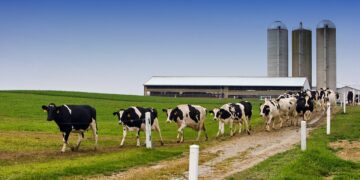 Montana State Prison Dairy Loses $1.5M After Darigold Cuts Contract