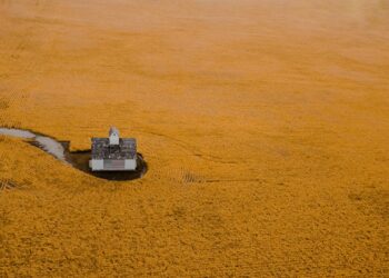 Farmers, At Last, Foresee Good Season