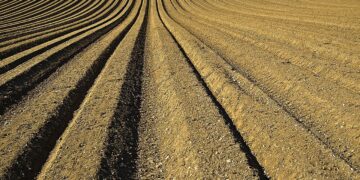 The Agronomists, Ep 25 — Mike Hilhorst and Peter Johnson On Planting Depth – RealAgriculture