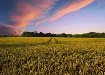 USDA Awards MDC Two Partnership Projects To Enhance Cropland Acres, Restore And Protect Sand Prairies