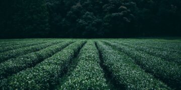 Field School Helps New Farmers