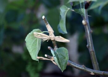 Building A Better Plant: Improved Technology For Grafting