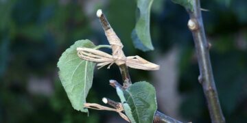 Building A Better Plant: Improved Technology For Grafting