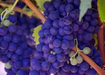 Celebration Caps Successful Season For South African Table Grapes In China