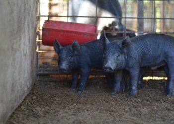 Federal Ruling Could Leave Hog Producers In A Bind