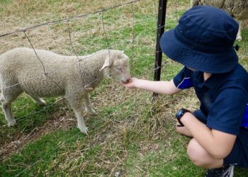 Diving Back Into The 4-H Sheep Pen