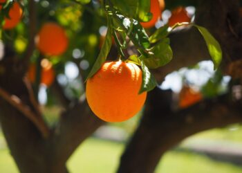 Researchers Analyze Consumer Preferences For Gene Edits In The Fruit Industry