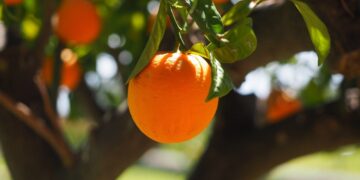 Researchers Analyze Consumer Preferences For Gene Edits In The Fruit Industry