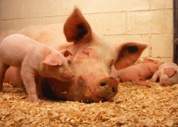 China’s Pig Production Will Grow 19% In 2021