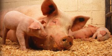 China’s Pig Production Will Grow 19% In 2021
