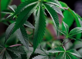 An Inside Look At Israel’s New Cannabis Farm