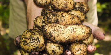 How Potatoes Could Help The High-Tech Industry