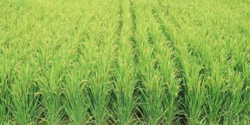 Rice Paddies in New York?